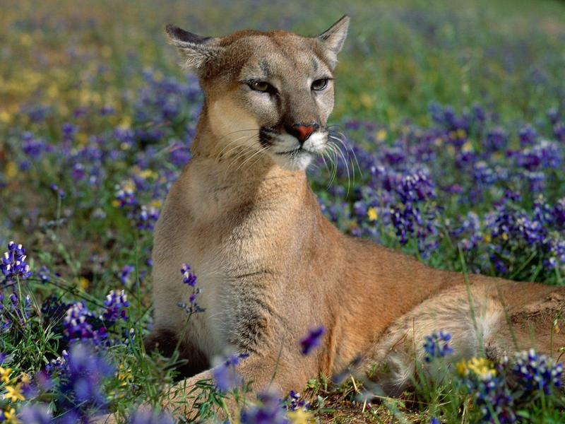 Fragrant Wildflowers Cougar.jpg