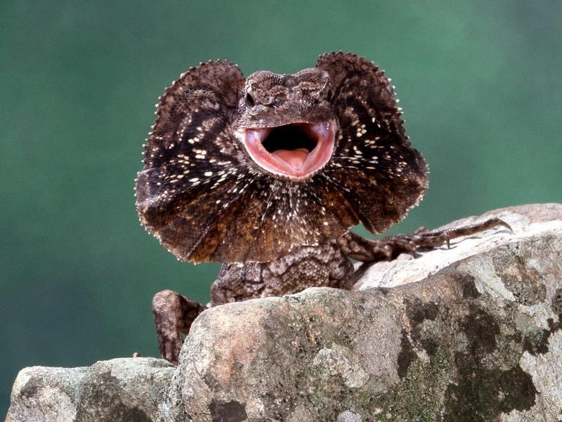 Frilled Lizard.jpg