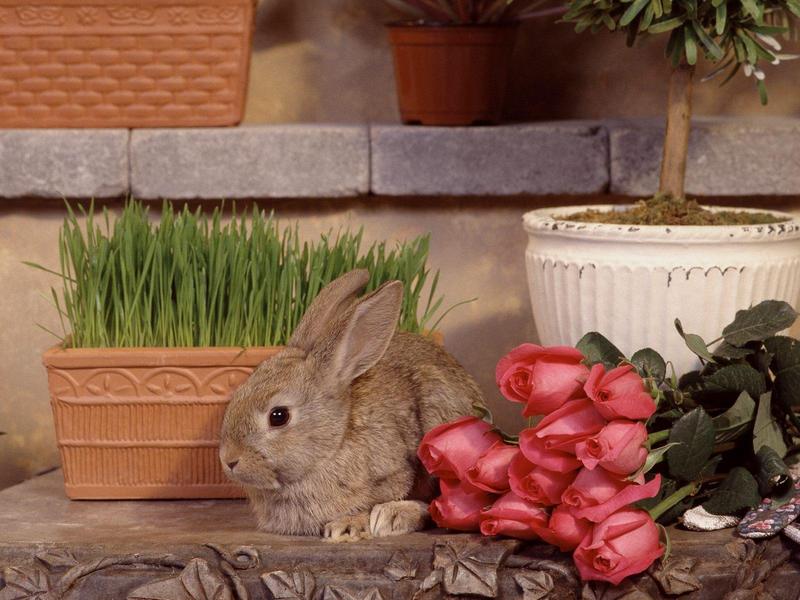 Garden Hare.jpg