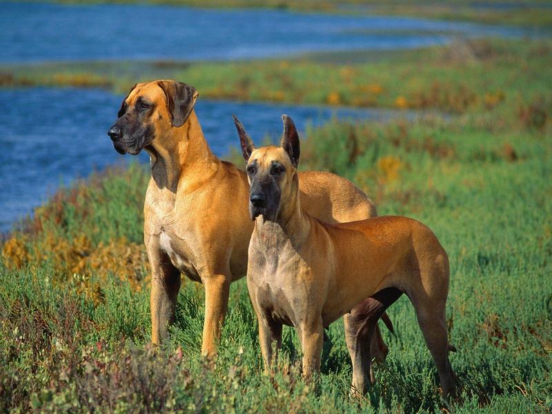 Great Danes.jpg