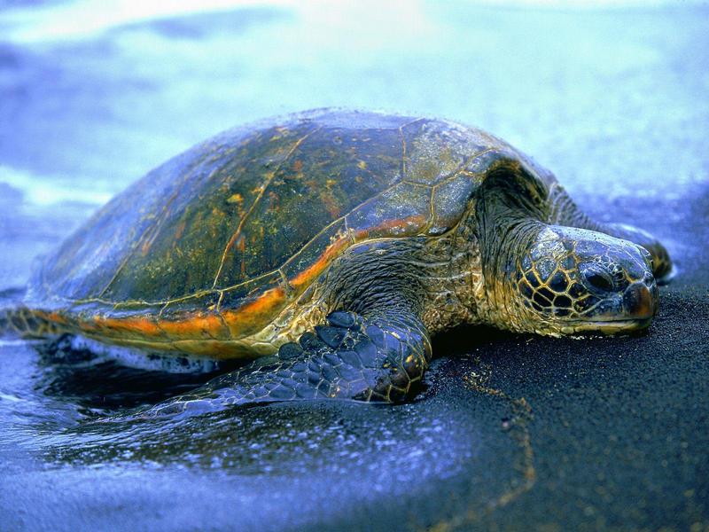 Hawaiian Sea Turtle.jpg