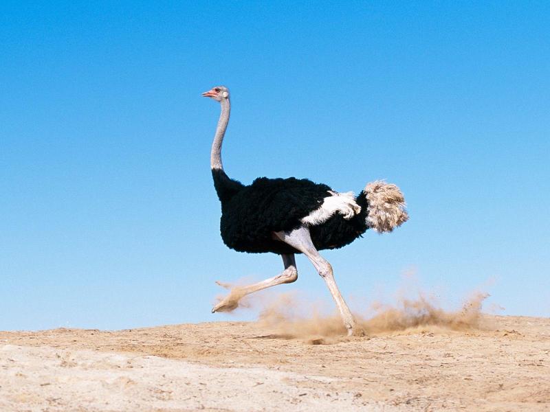 I'm Late Black Feathered Ostrich.jpg