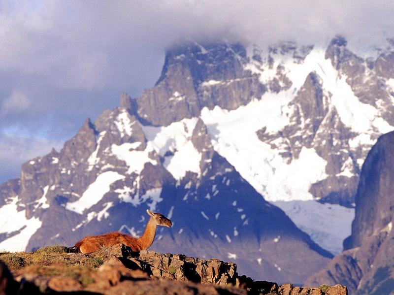 Lama Guanicoe Torres del Paine Chile.jpg