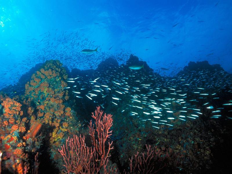 Los Roques Reef Venezuela.jpg