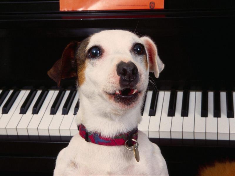 Ludwig Van Barkthoven Jack Russell Terrier.jpg