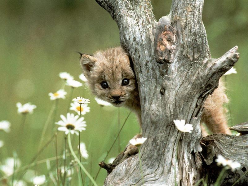 Lynx Cub.jpg