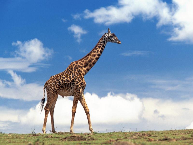 Masai Giraffe Masai Mara Kenya.jpg