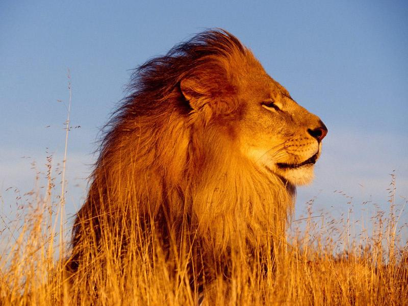 Mighty Lion.jpg