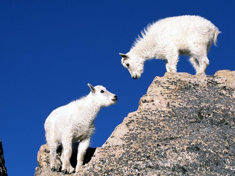 Mountain Goat Kids.jpg