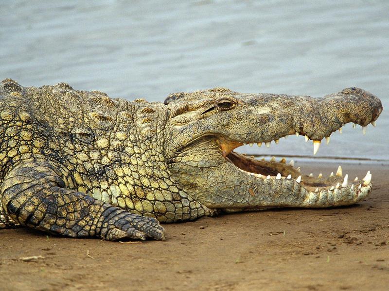 Nile Crocodile Masai Mara Kenya.jpg