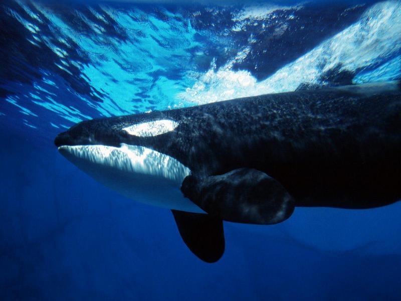 Orca Whale Underwater.jpg