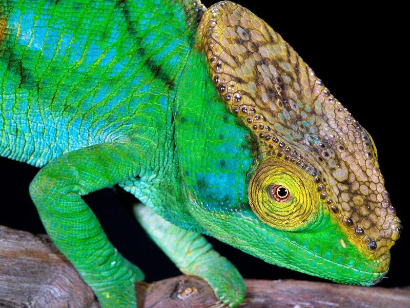 Parson's Chameleon Madagascar.jpg