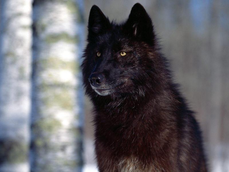 Predatory Eyes Black Wolf.jpg