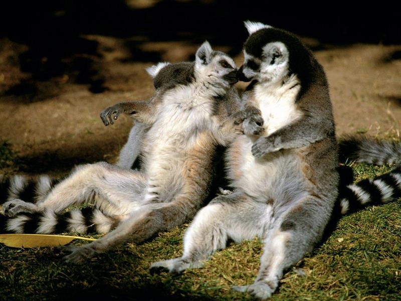 Ring-tailed Lemur Love.jpg