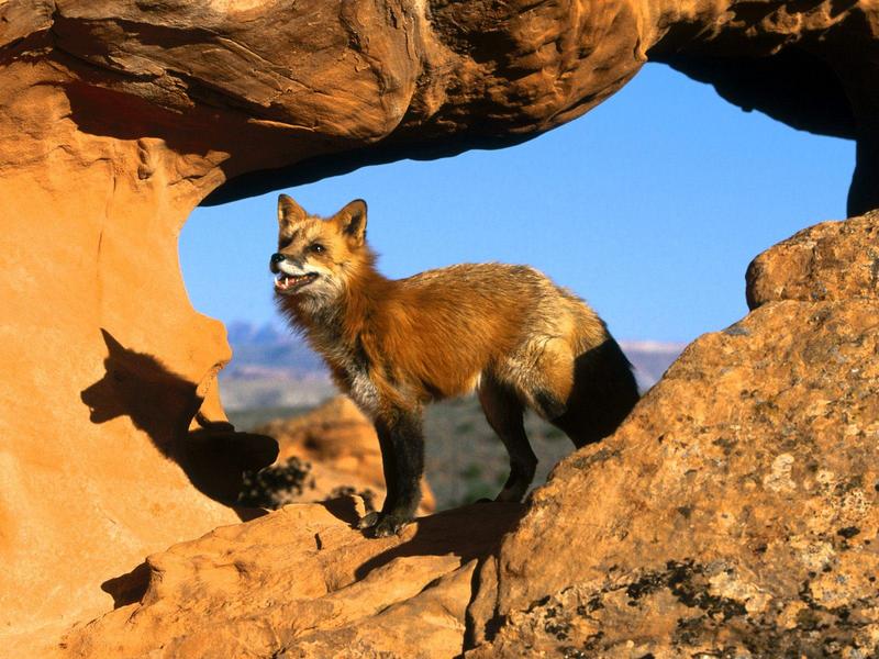 Rocky Habitat Red Fox.jpg