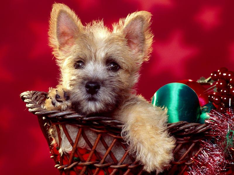 Season's Wishes Cairn Terrier Puppy.jpg