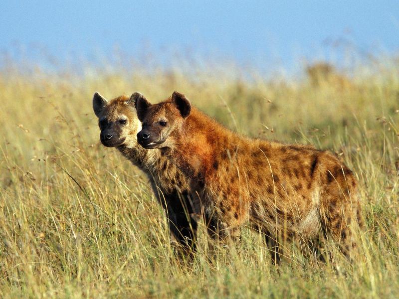 Spotted Hyenas Masai Mara Kenya.jpg