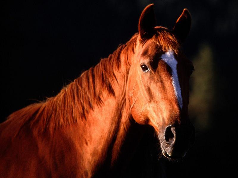 Sunset Profile Quarter Horse.jpg