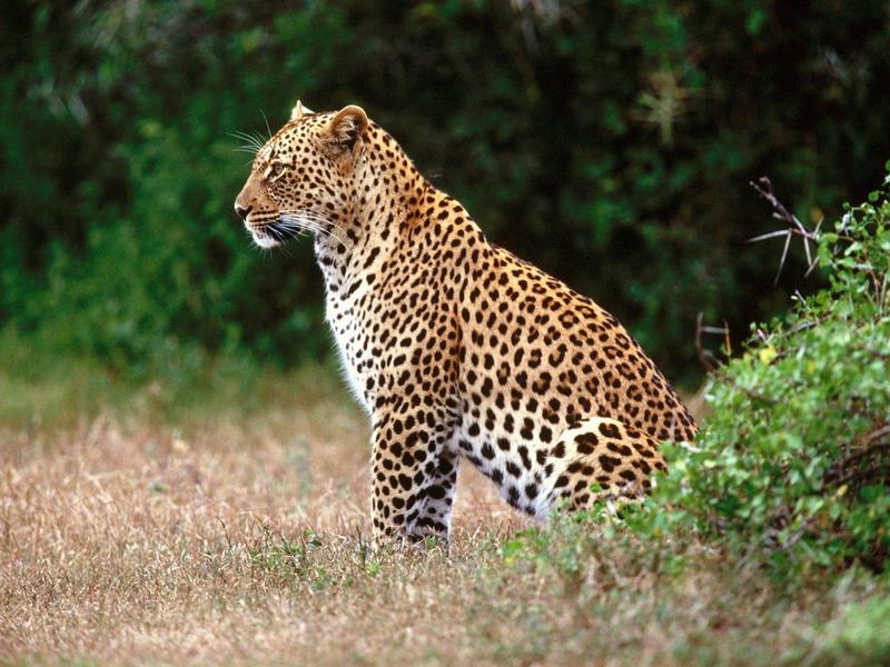 The Lookout Leopard.jpg
