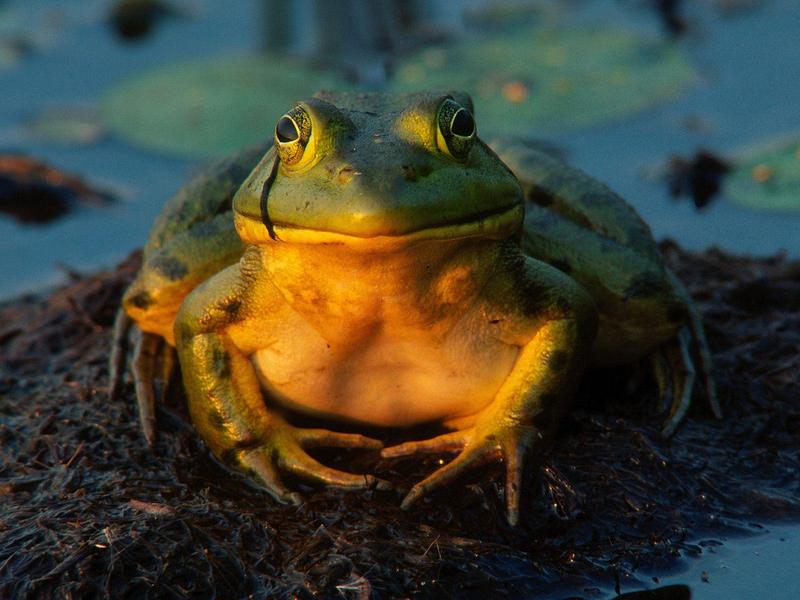 Total Contentment Bullfrog.jpg