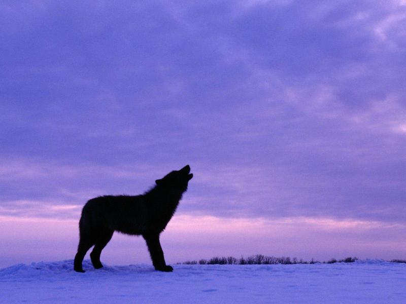 Twilight Howl Black Wolf.jpg