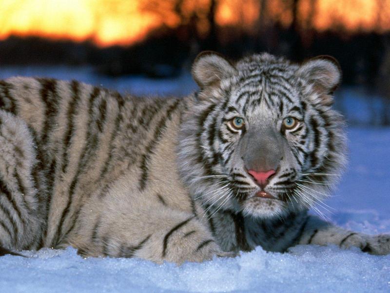 White Tiger Cub.jpg