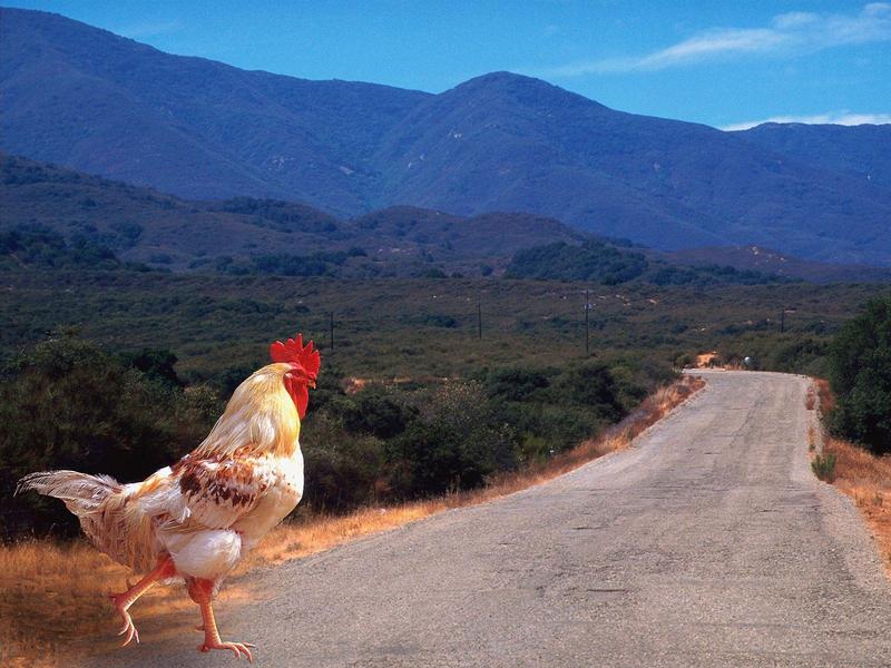 Why Did the Chicken Cross the Road.jpg