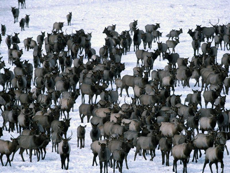 Winter Elk Herd Grand Teton National Park.jpg