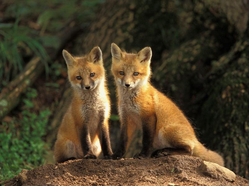 Young Red Fox Kits Louisville Kentucky.jpg