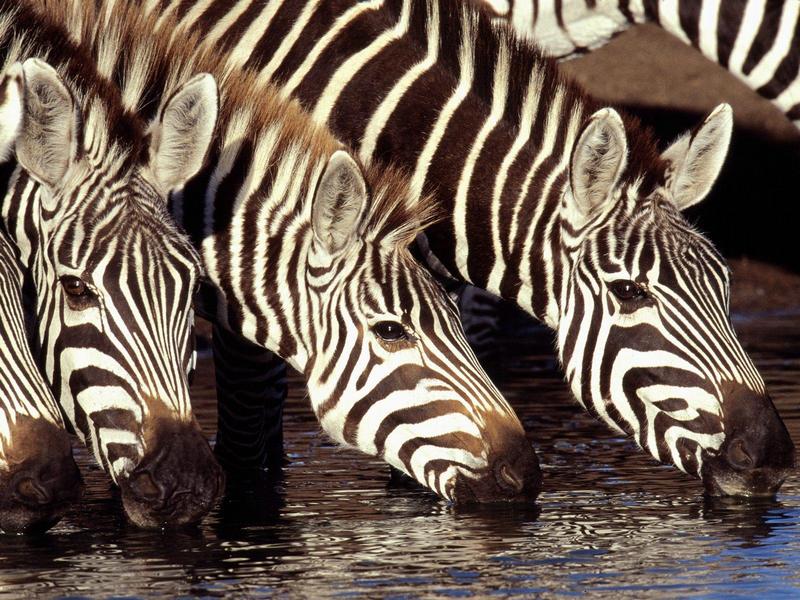 Zebras at the Water Hole Kenya.jpg