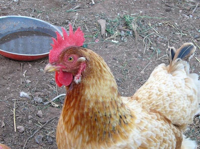 cheep stares.jpg