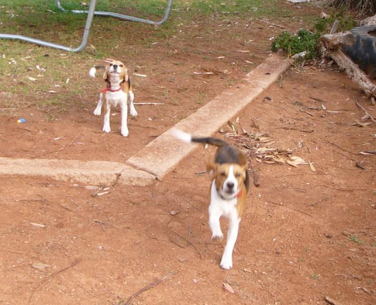 Beagles.jpg