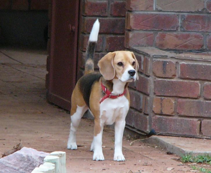 beagle 1.jpg