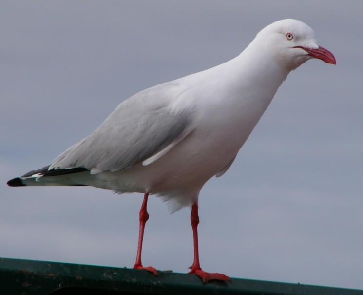 seagull 1.jpg