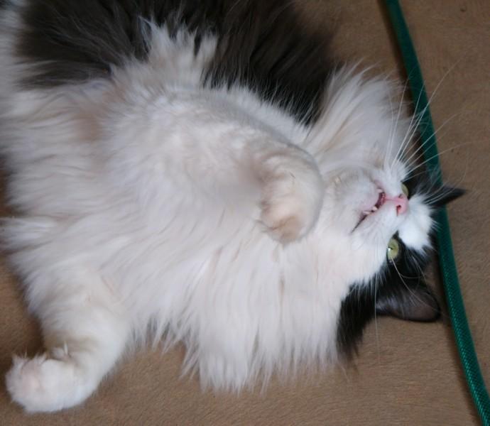 Velcro's fangs.jpg