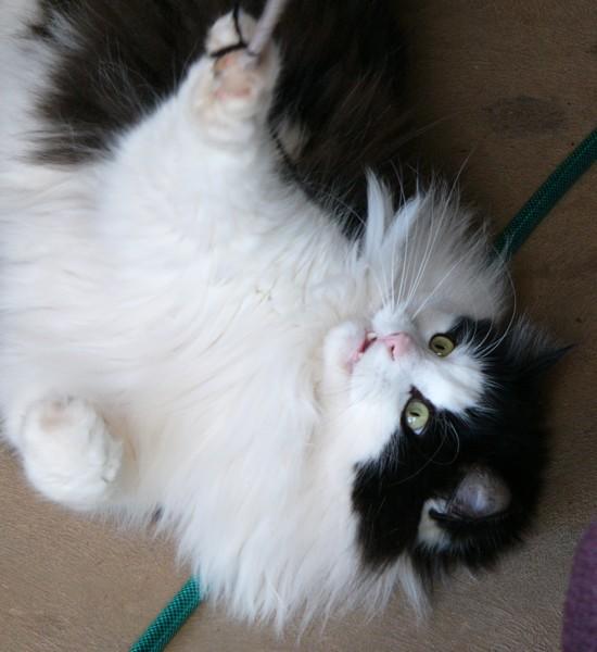 Velcro and string.jpg