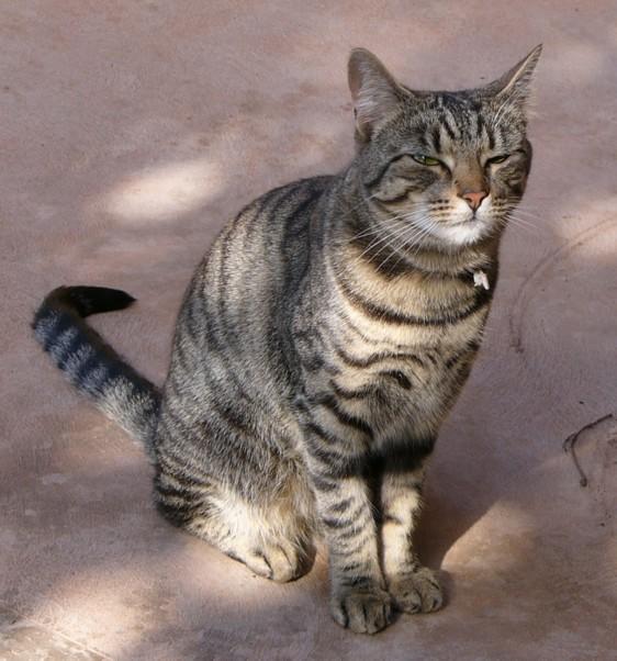 tigerlily squints.jpg