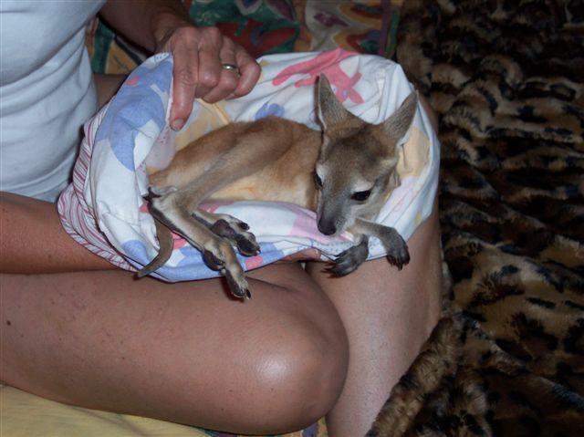 rosie reclining.jpg