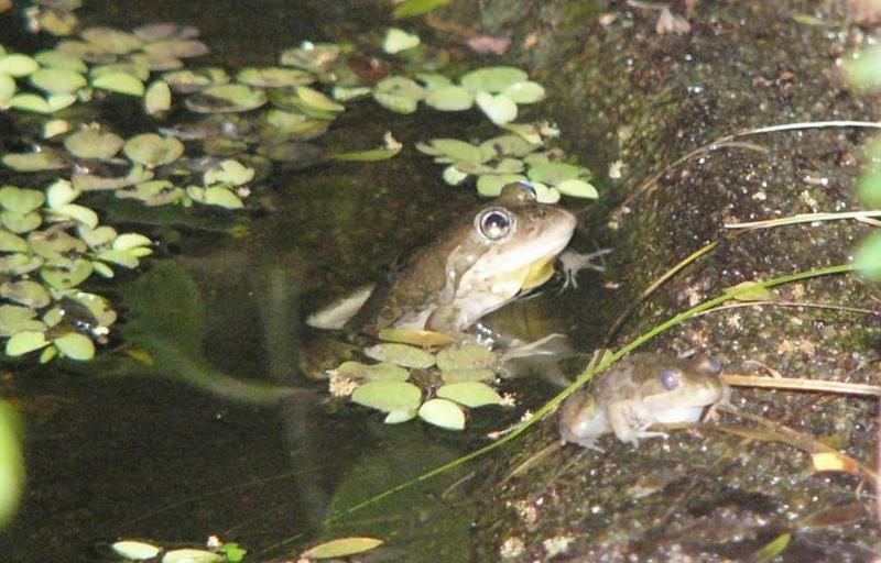 frogs 1.jpg