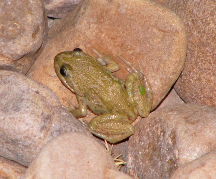 frog 3.jpg