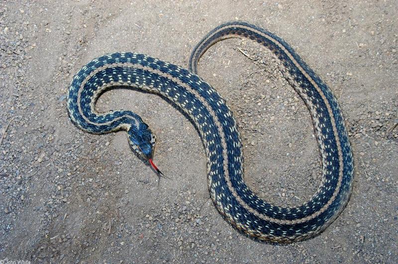 Eastern Garter Snake (Thamnophis sirtalis sirtalis).JPG