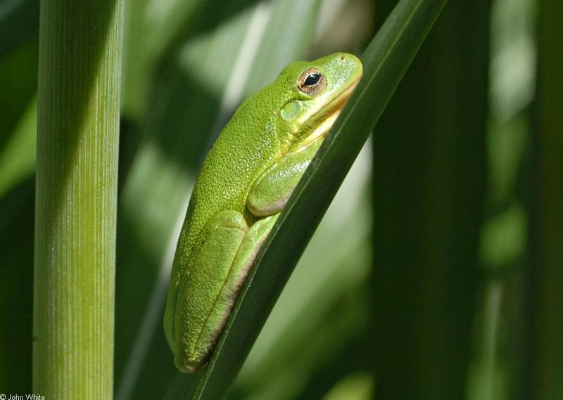 Green Treefrog (Hyla cinerea)700.jpg