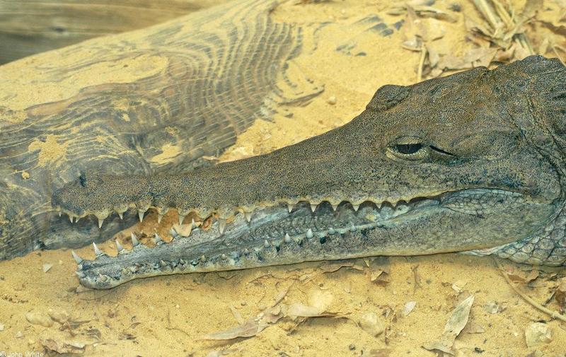 Johnston's Crocodile (Crocodylus johnstoni).jpg