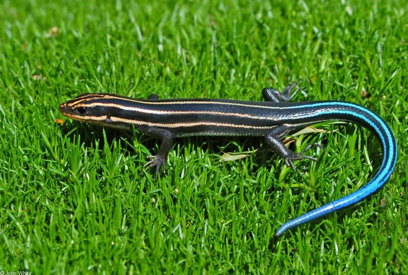 Southeastern Five-lined Skink (Eumeces inexpectatus).JPG