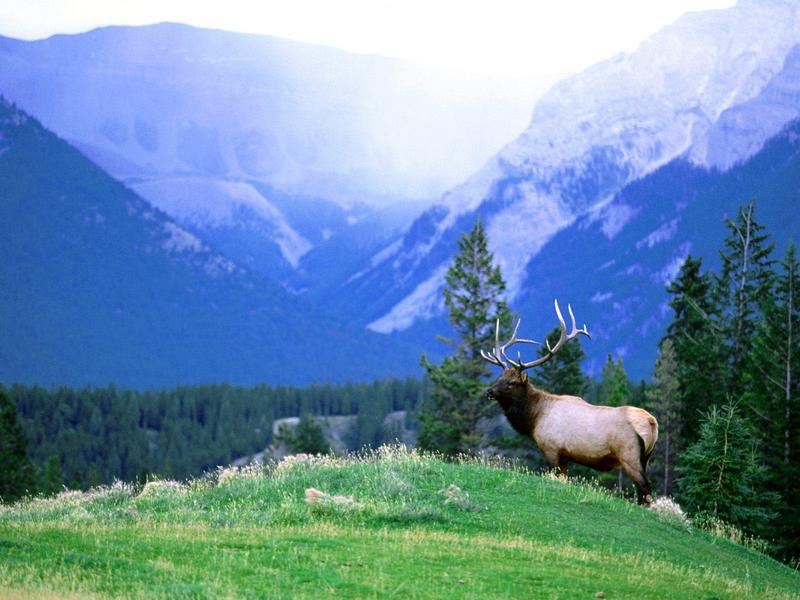 Bull Elk Overlook.jpg