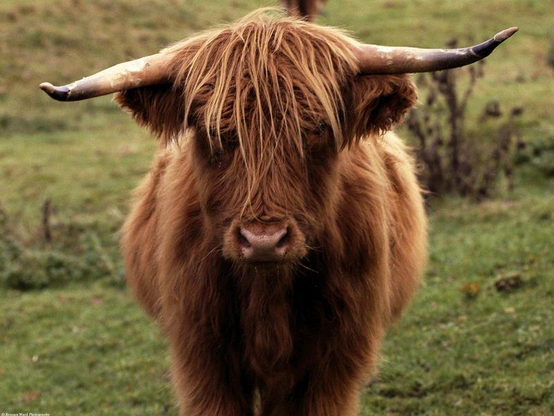 Shetland Cow Scotland.jpg