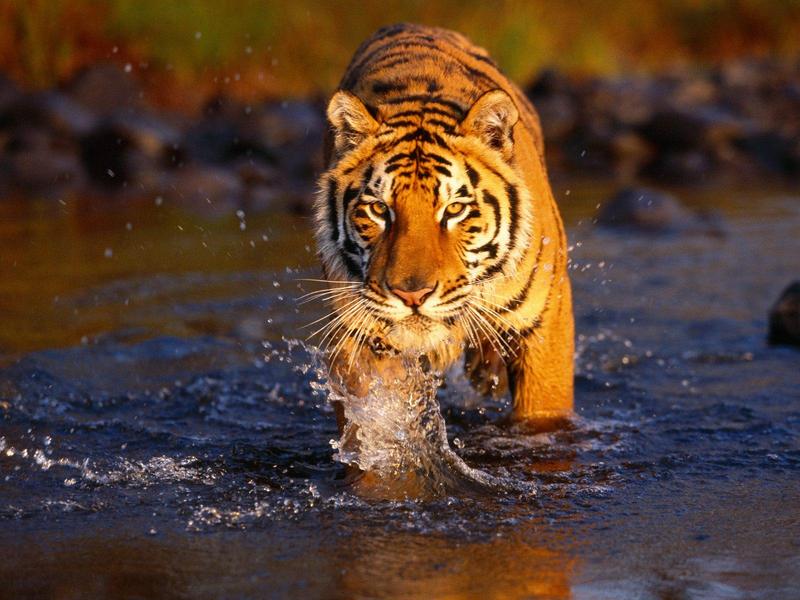 Creek Crossing Bengal Tiger.jpg