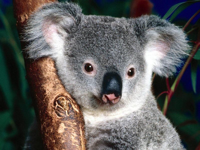 Cuddly Koala.jpg