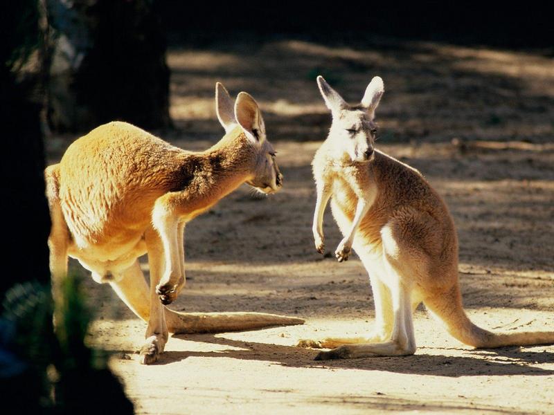 Kangaroo Conversation Australia.jpg