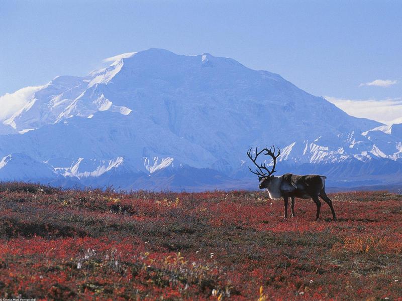 Caribou on Autumn Tundra Denali National Park Alaska.jpg